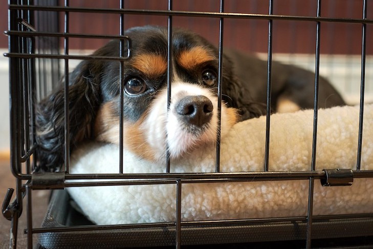 Pet-dogs-to-be-eaten-in-north-korea citizens-forced-to-giveup-pets-dogs-in-north-korea