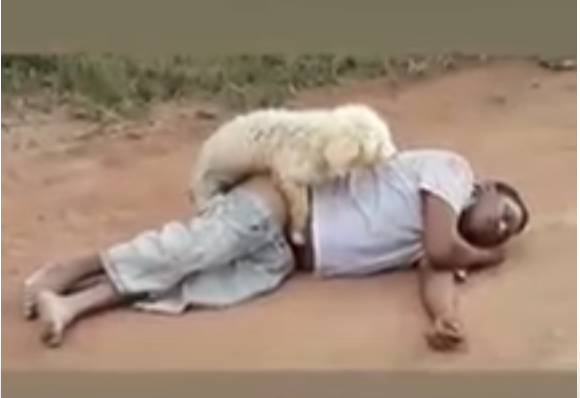 Dog rapes drunken passed-out man with reckless abandon! -742-Dog-rapes-humps-drunken-passed-out-sleeping-man-lying-on-the-floor-YouTube
