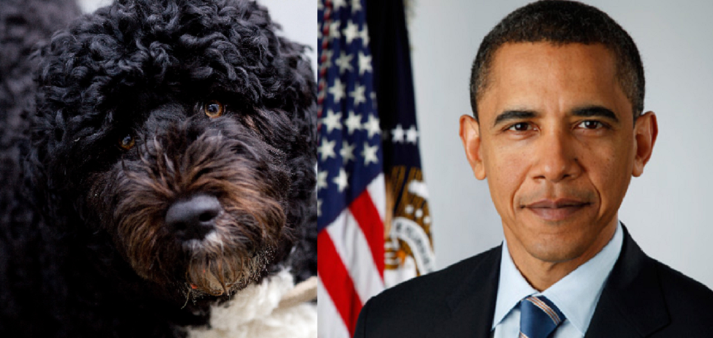 how-barack-obama-white-house-dog-died