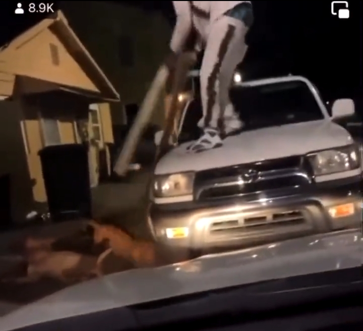 man-kills-2-of-3-dogs-attacking-him-with-wooden-planks-atop-vehicle-booneth