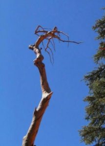 is-the-jesus-tree-of-lebanon-real-fake-or-a-miracle