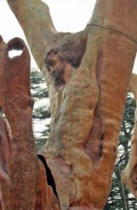 is-the-jesus-tree-of-lebanon-real-fake-or-a-miracle