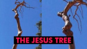 is-the-jesus-tree-of-lebanon-real-fake-or-a-miracle