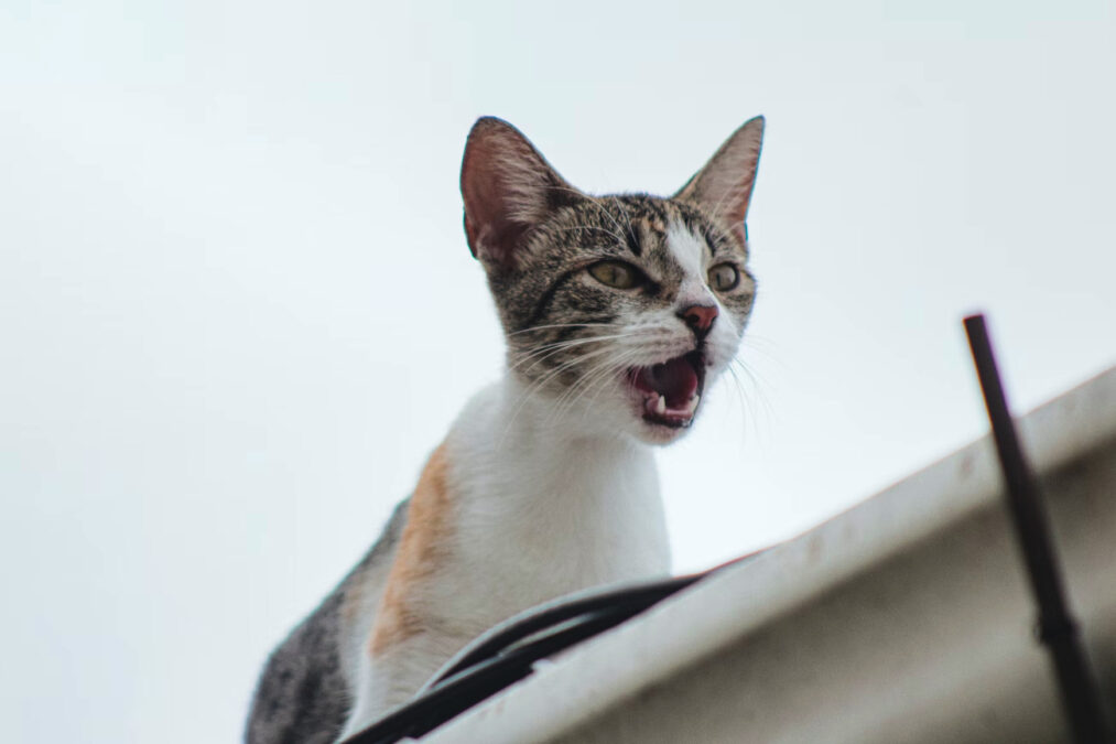 Strongsville Auto Repair Firm Moving To Pearl Road From West 130th