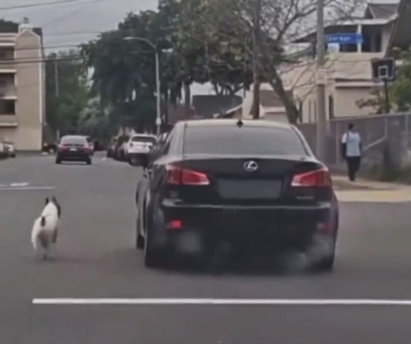 dog chasing car after being abandoned