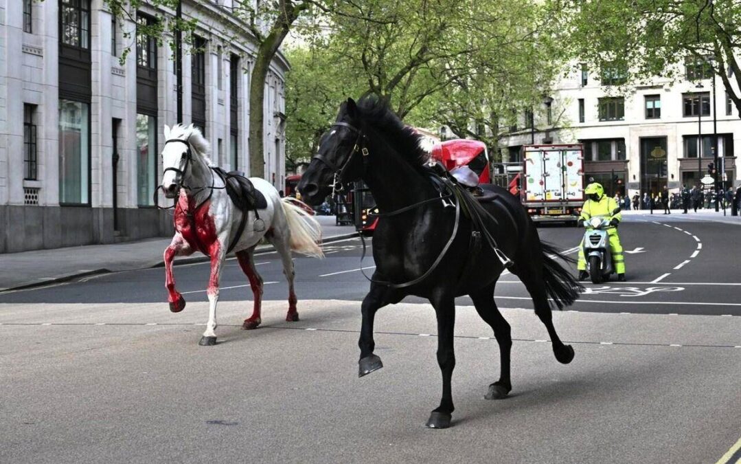 Video, Photo: A Black & Bloodied White Horse From The King's Cavalry ...